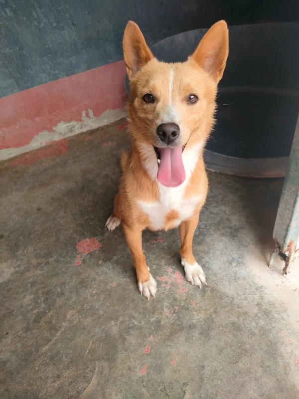 🐾 Mambo – Dal Canile Al Tuo Cuore 🐾